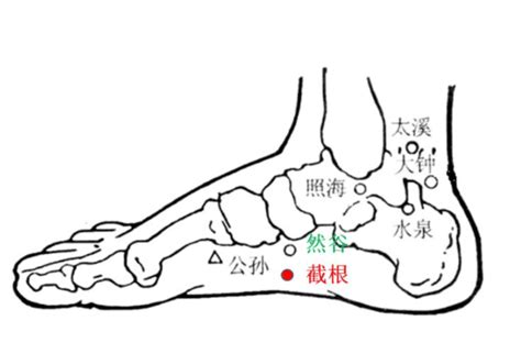 截根穴位置|截根的准确位置是什么？